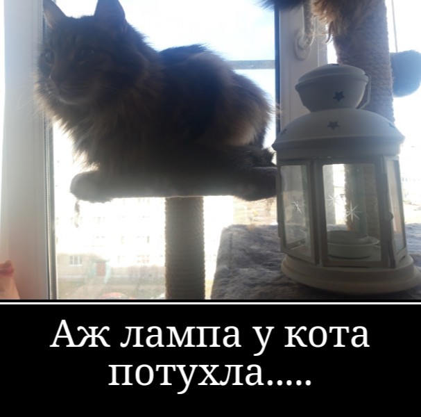 Котовторник