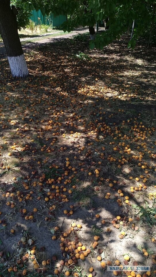Стыдно