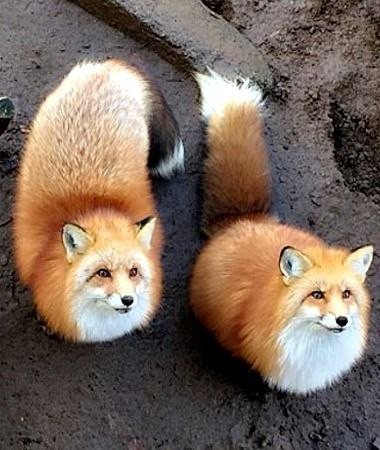 Эти забавные животные