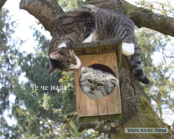 Фотожаба: Позабыт, позаброшен - никто не гладит!
