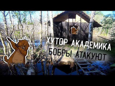 Осиротевший бобер строит "плотины" в доме своих спасителей