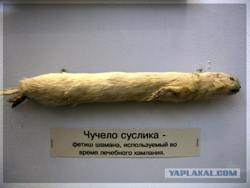 Таксидермия + наркомания