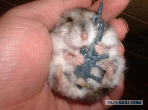 Убийство хомяка