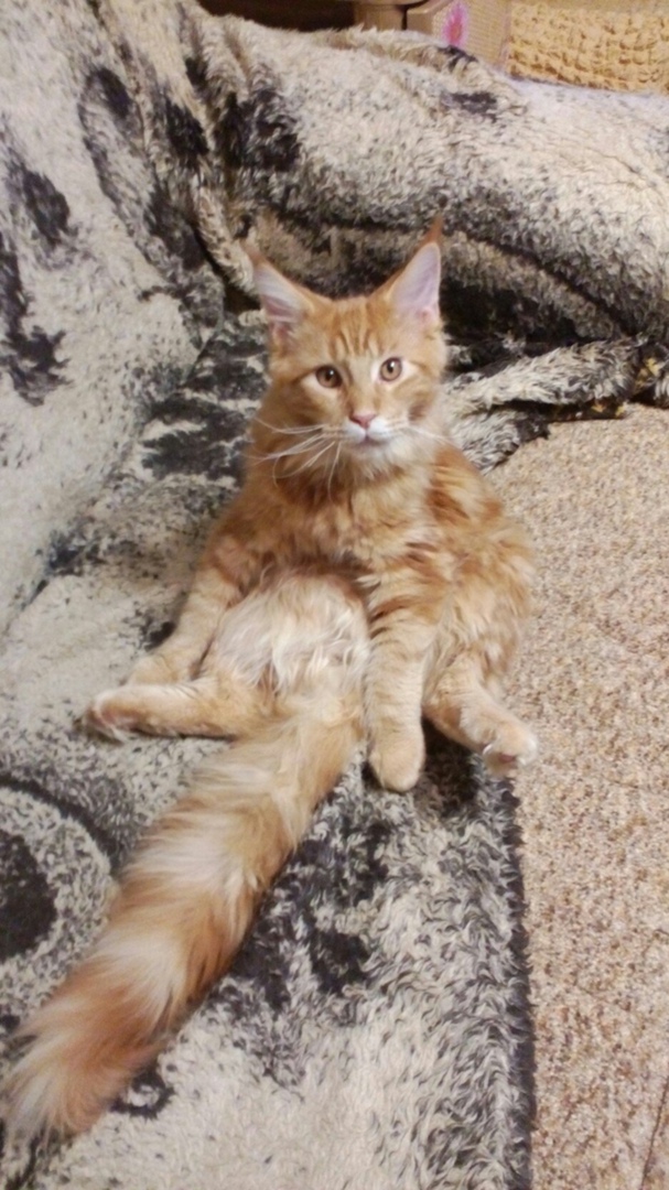 Котовторник же очередной