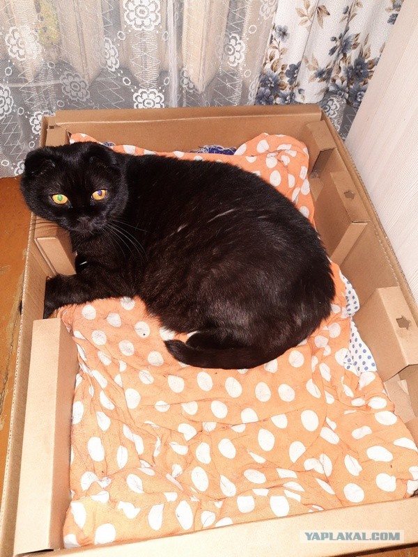 Cat Bеd