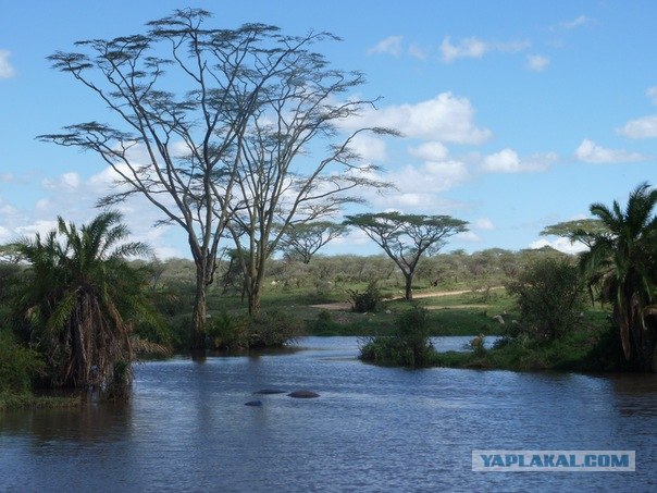 AFRICA - (Эфиопия,Кения,Танзация) 4-16 ноября 2011