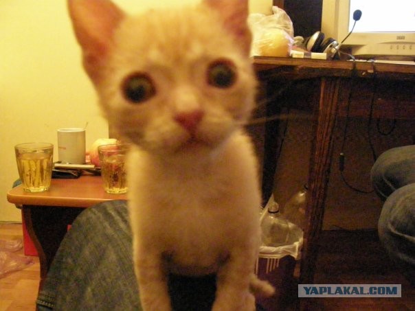 Кошкин дом