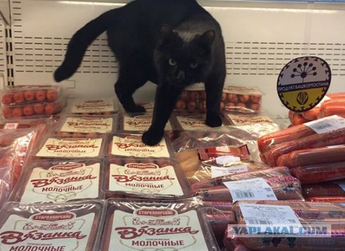 "Я хочу есть нормальные продукты!"