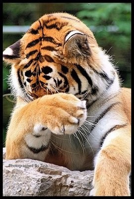 Котовторник, тигра и фотоловушка.