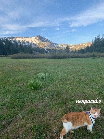 Показывайте кота!