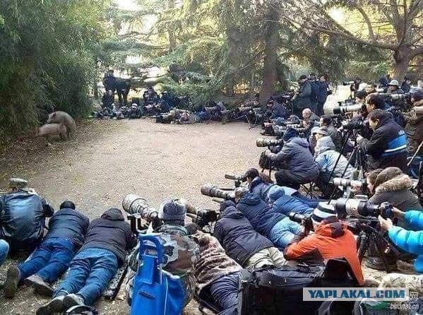 Древнейшие баяны