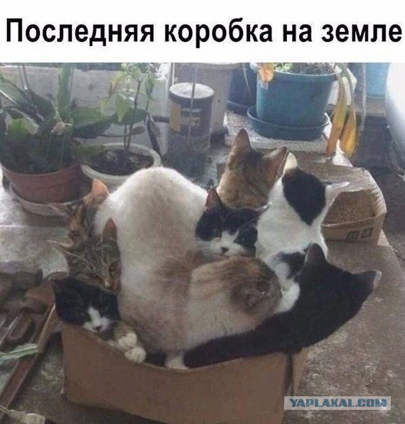 Никакие картинки и такие же тексты