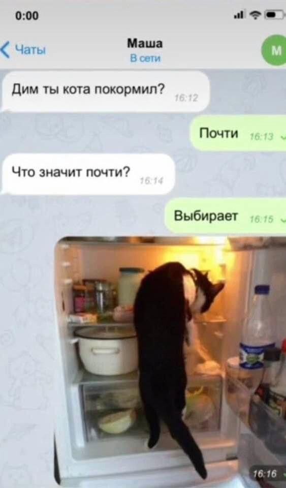 Котовторник в картинках