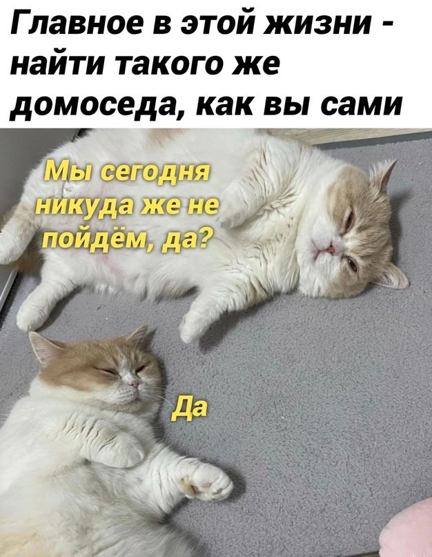 К-котовторник.