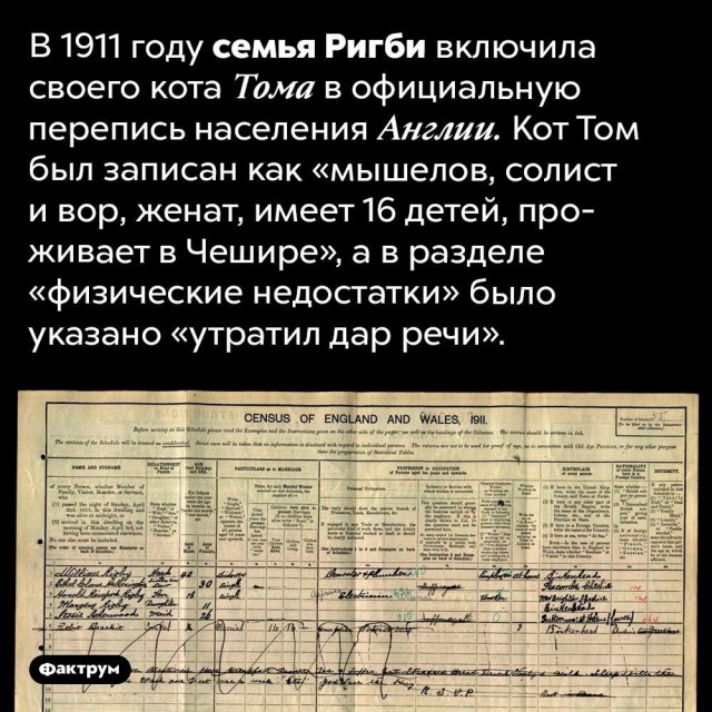 К котовторнику: подборка картинок-баянов с котиками и про котиков. Выпуск 16.