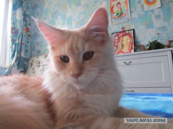 Котовторник 23.07.2013