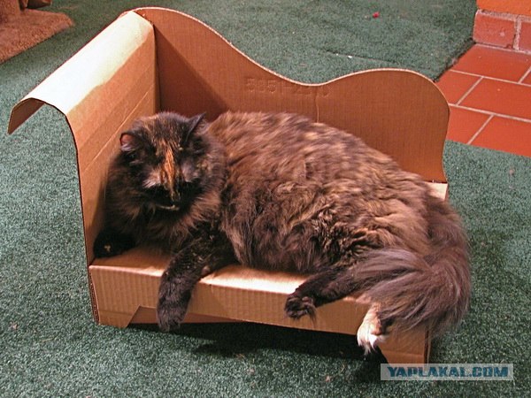 Кошачье ложе