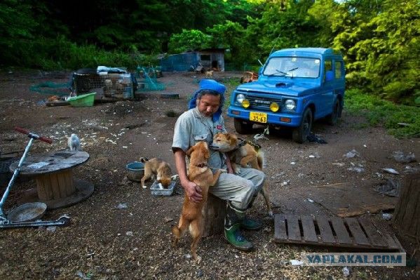 Японец не бросил своих питомцев в зоне отчуждения