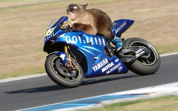 Коты ученых