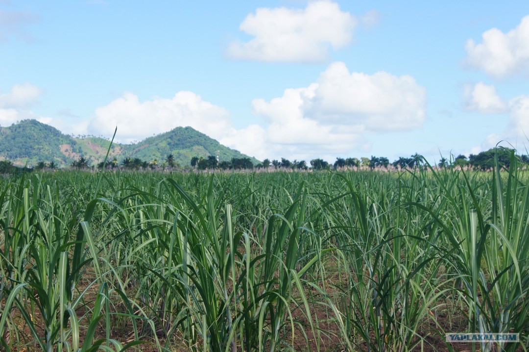 Бразилия сахарный тростник. Доминиканская Республика сахарный тростник. Сахарный тростник в Бразилии. Плантации сахарного тростника в Бразилии. Куба сахарный тростник плантации.