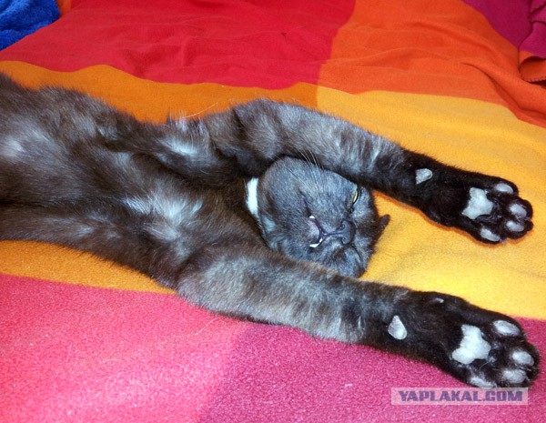 Котовторник 29.04.14.