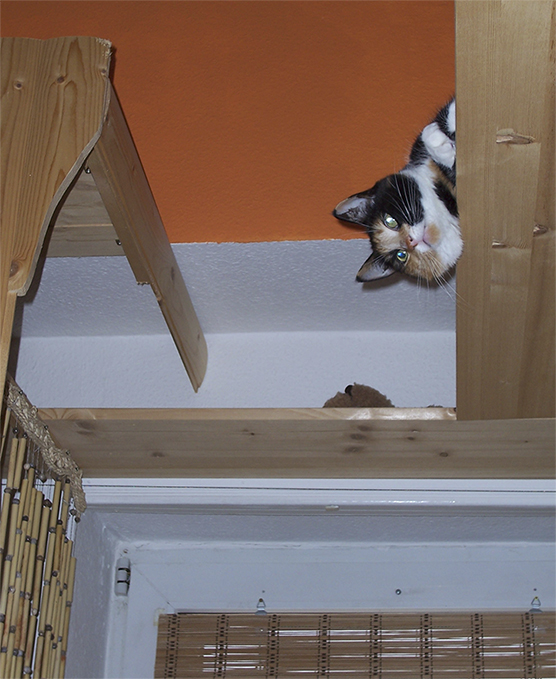 Котовторник 27.5.2014