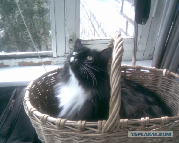 Котовторник 10.06.2014