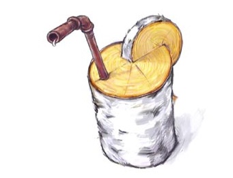Как собирают березовый сок