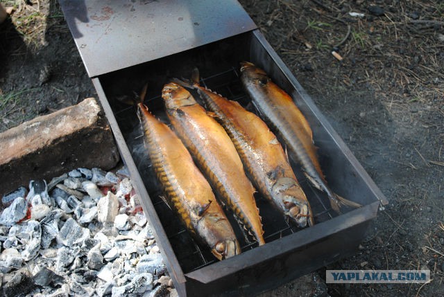 Копченые королевские креветки