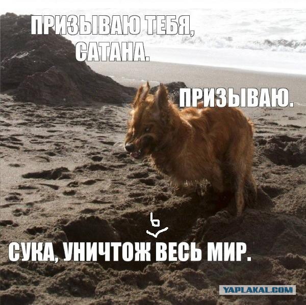 Вовремя снятые собакены