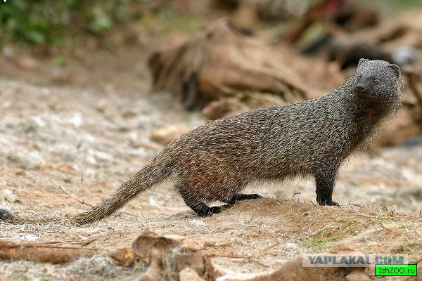 Мангуст отбился от нападения четырех львов в Кении