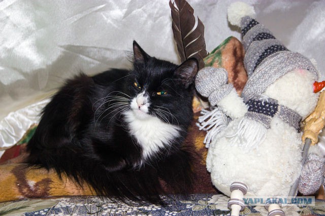 Котовторник 09.09.2014