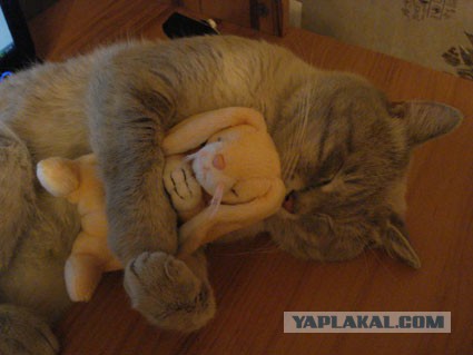 А как спит ваш кот?