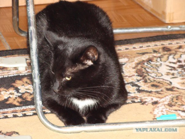 Котовторник 9.12.2014
