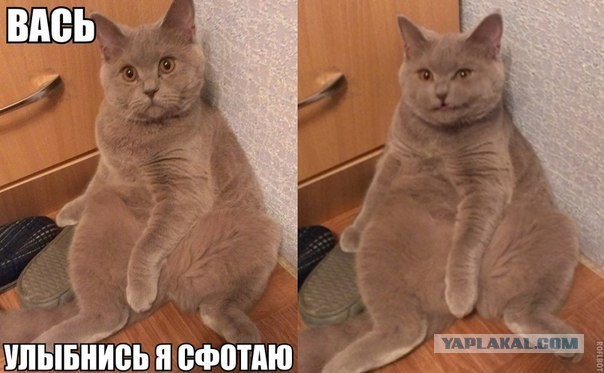 30 веселых фотографий с животными