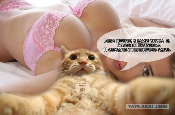 Известные котомемы.