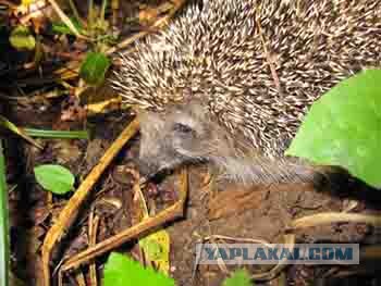 Золотая осень