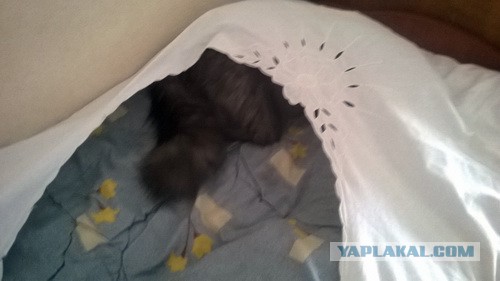 Привет кошатникам!