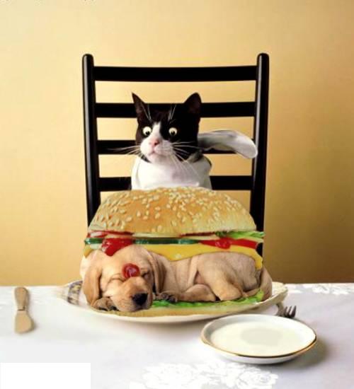 Коты, кошки, котята