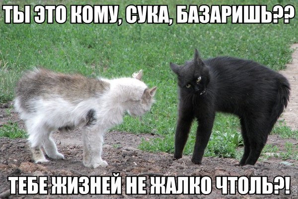 Подборка прикольных фото на пятницу