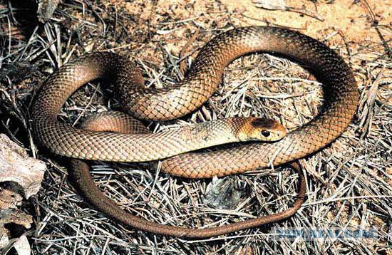 10 самых опасных змей в мире