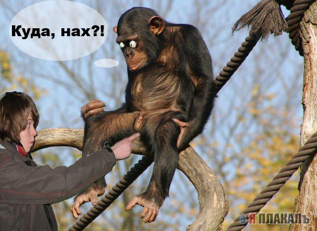 Грустный самец