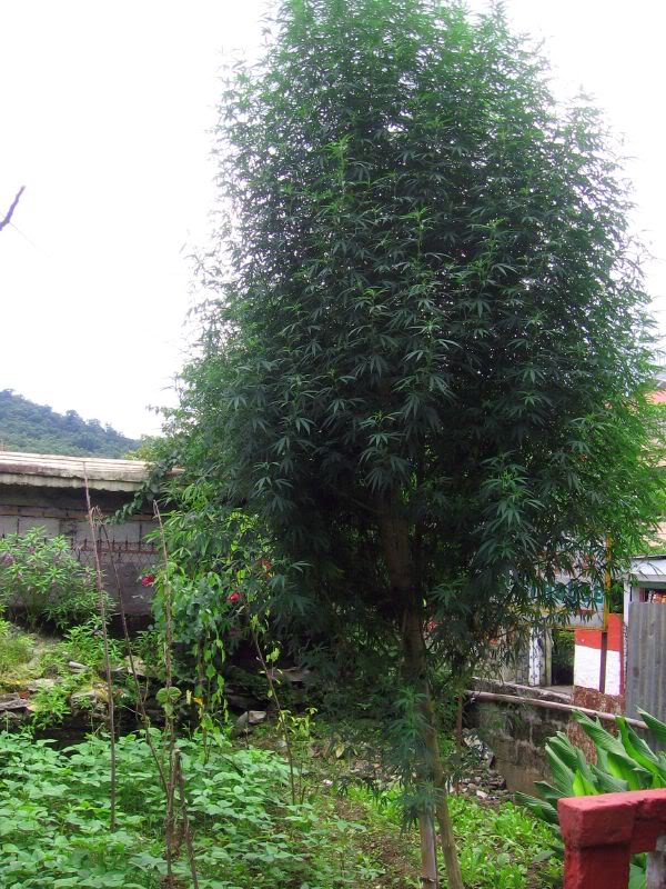 Дом из конопли. 4 преимущества использования