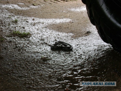 Веппский край, Южная тайга