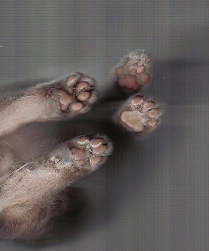 Коты, кошки, котята