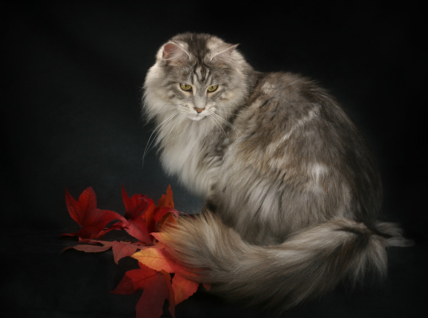 Коты, кошки, котята