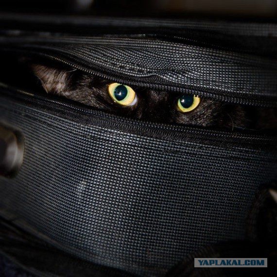 25 малоизвестных и увлекательных фактов о японских ниндзя