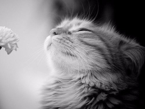 Коты из сети