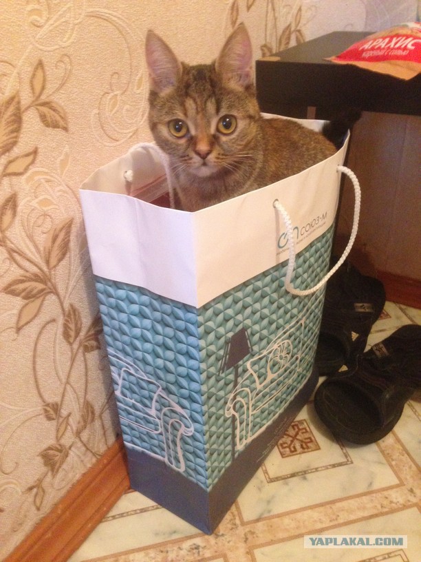 20 мест, в которых не должно было быть кота, но вот он