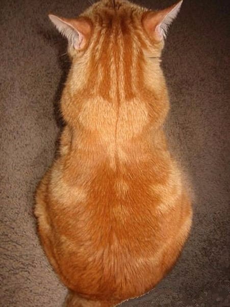 Коты и Кошки